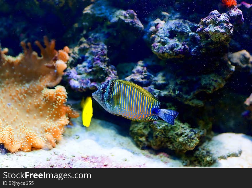 Colorful cichlid from lake malawi, Africa. Colorful cichlid from lake malawi, Africa