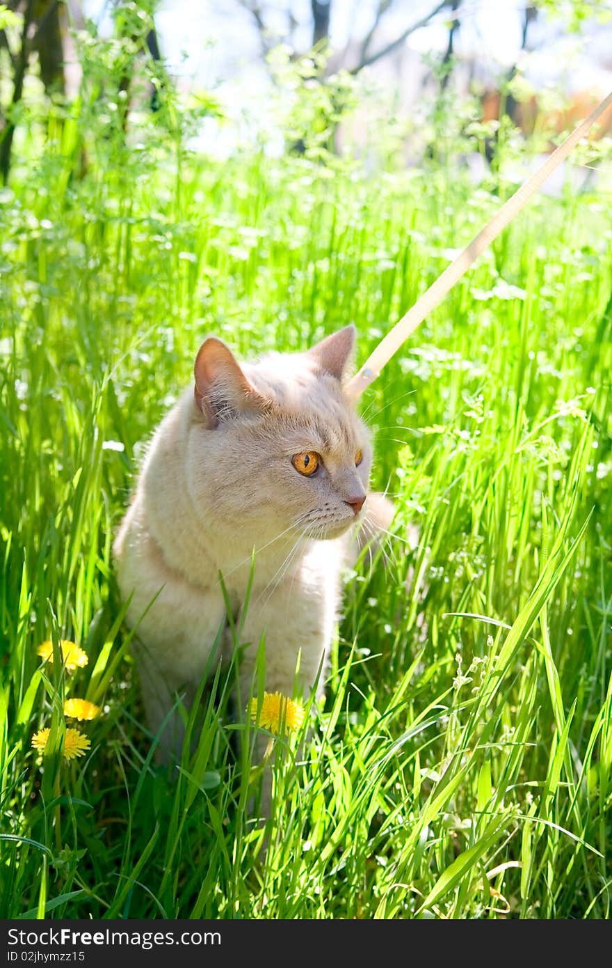 English sleek-haired cat for your design