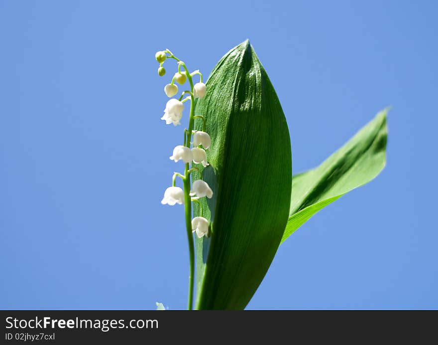 Spring, a young flower lily on a background of blue sky