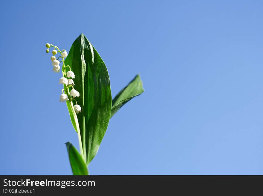 Spring, a young flower lily on a background of blue sky