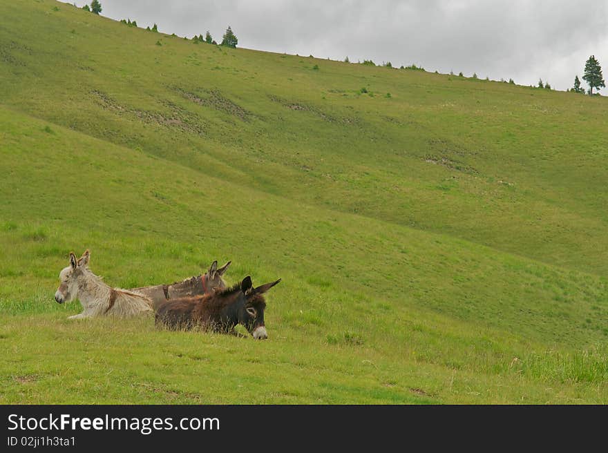 Three wild donkeys sitting on grass.