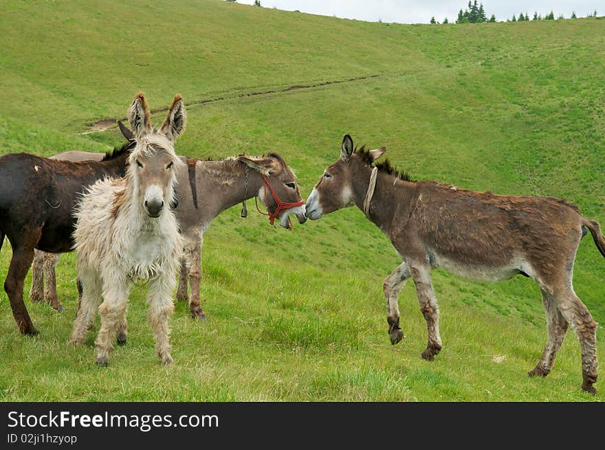 Wild donkeys sitting on grass.