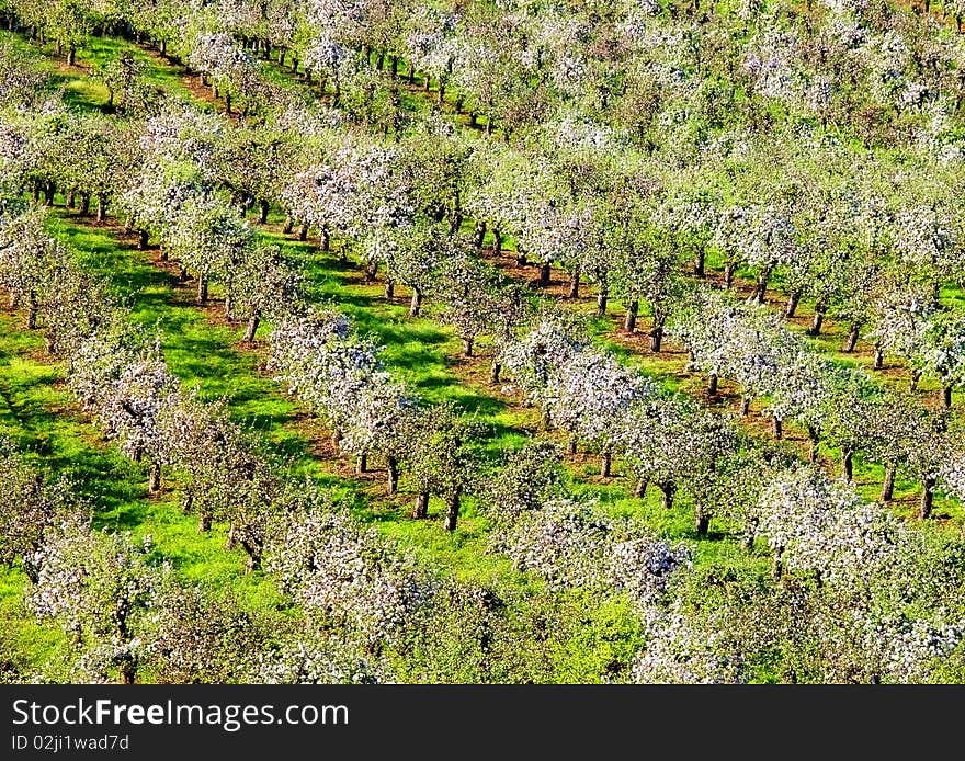 Vast area of orchards in spring time