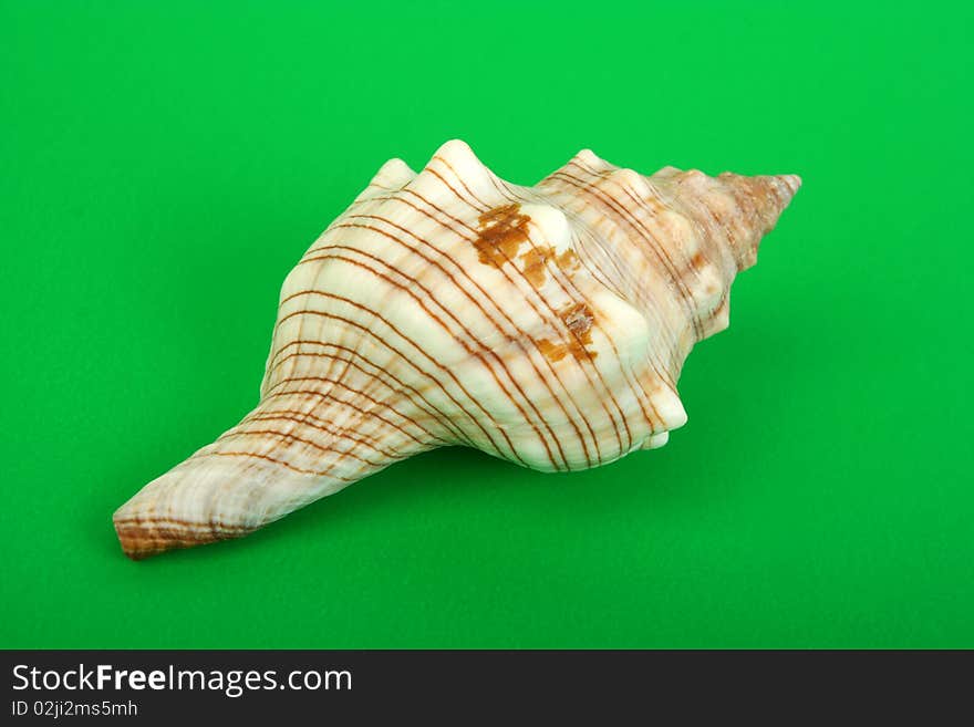 Sea Cockleshell