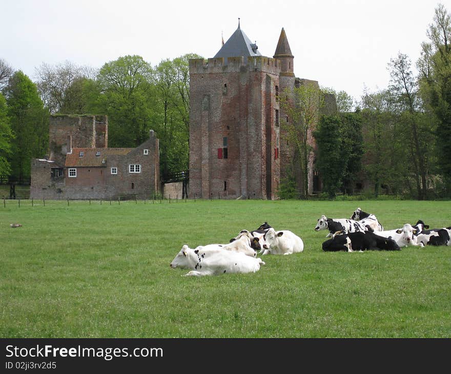 Dutch cattle