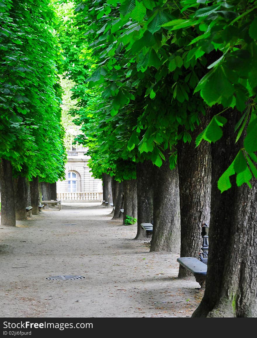 A row of chestnut trees in The Tuilleries Garden in Paris France.