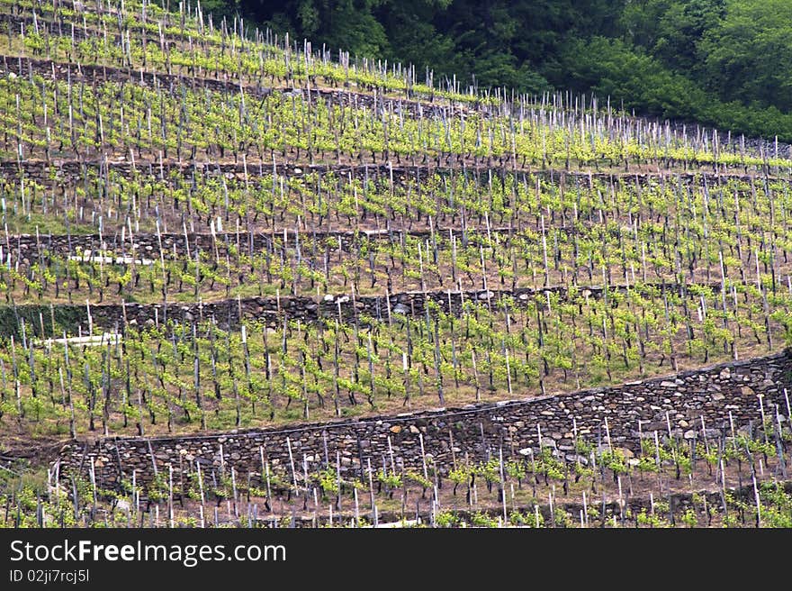 Typical terraced vineyards of Valtellina