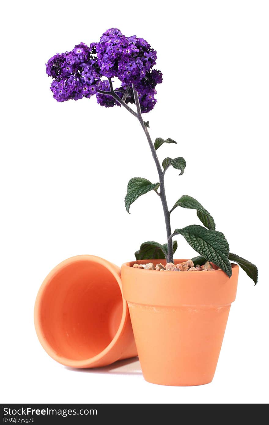 Plant with violet colours in a ceramic pot on a white background. Plant with violet colours in a ceramic pot on a white background.