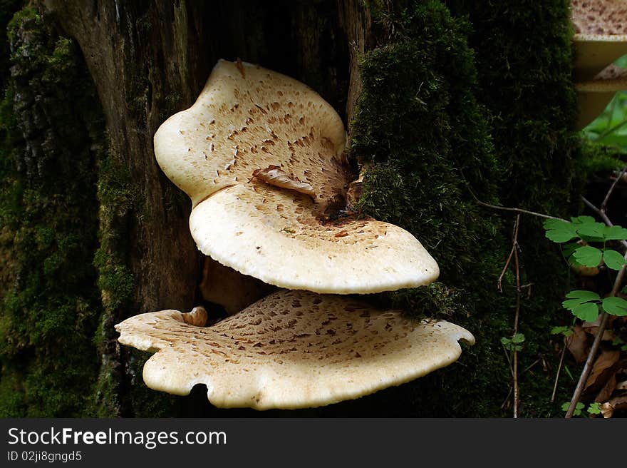 Polyporus Squamosus