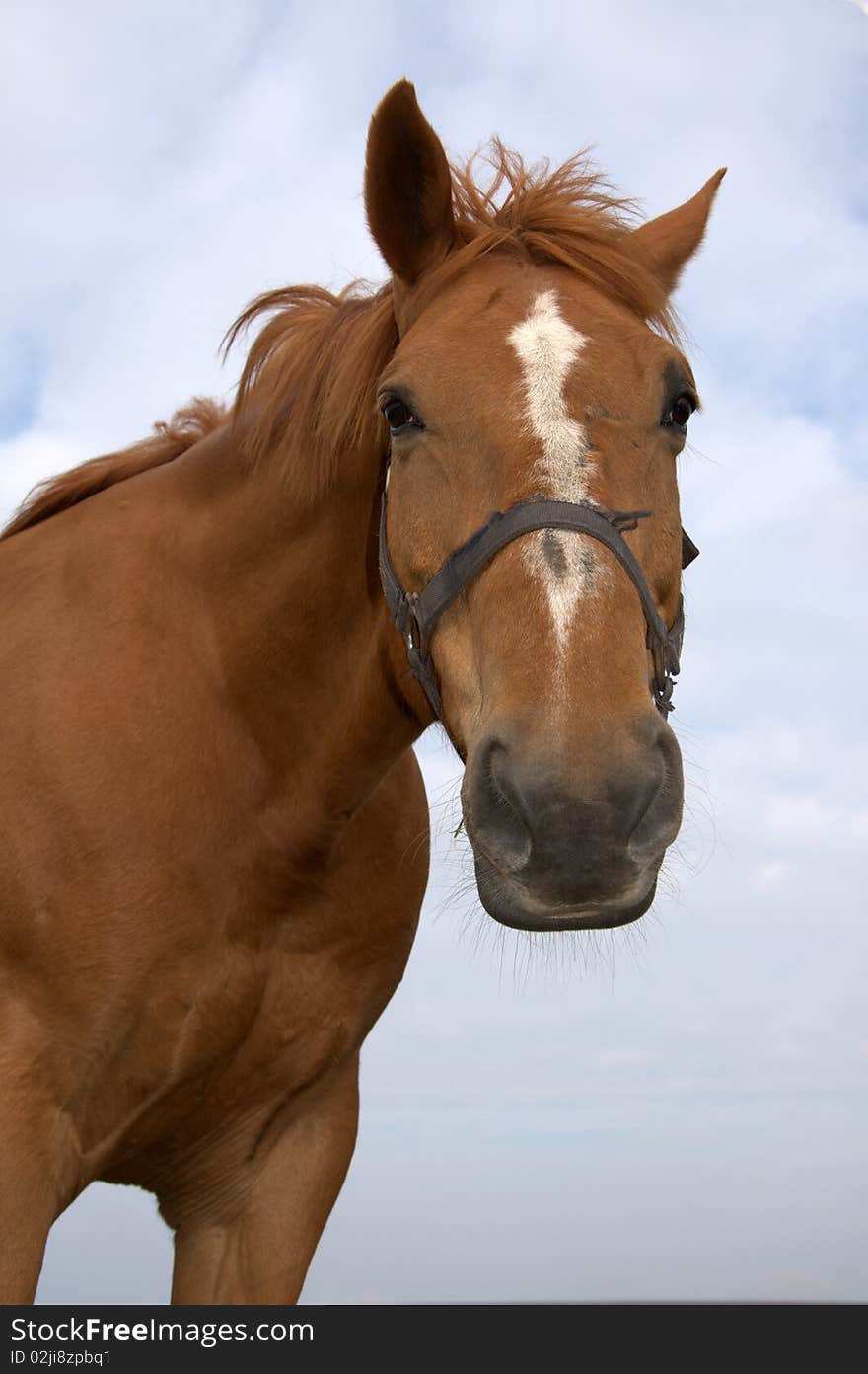 Picture of brown horse, close up. Picture of brown horse, close up