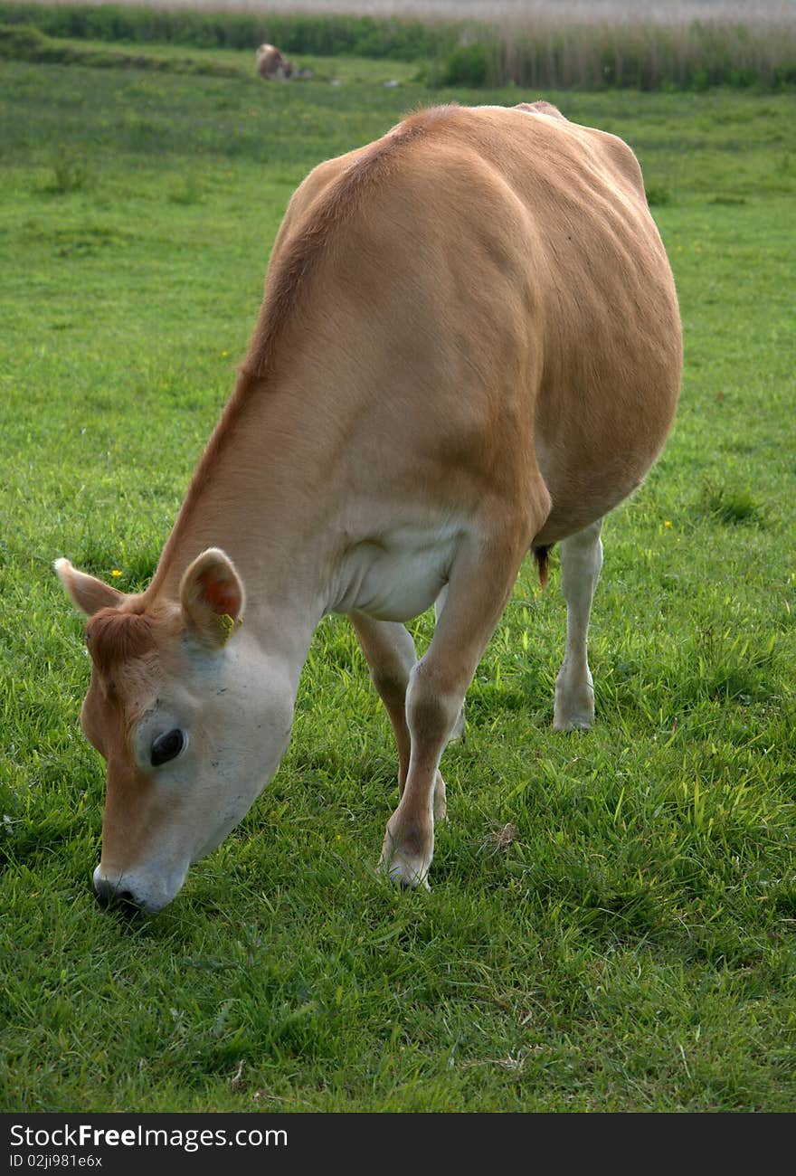 Beautiful jersey cow grazing