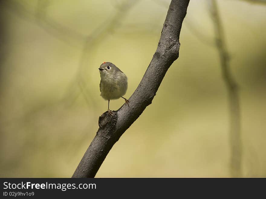 Ruby-crowned Kinglet: Regulus calendula