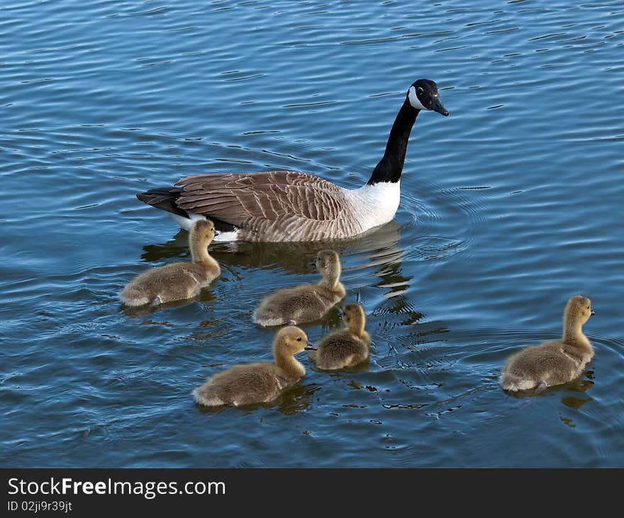 Canada goose with  goslings