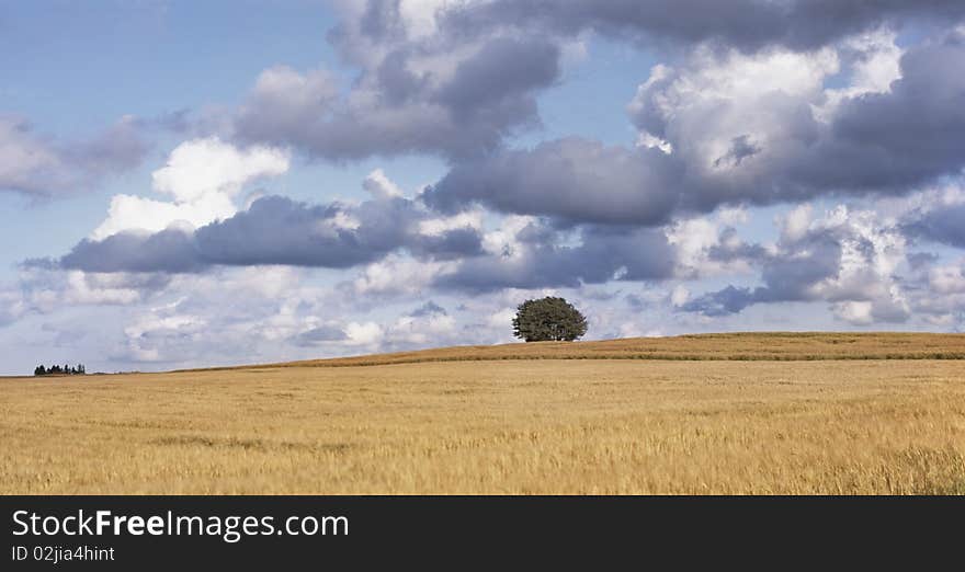 Single lonely tree in the wheat field