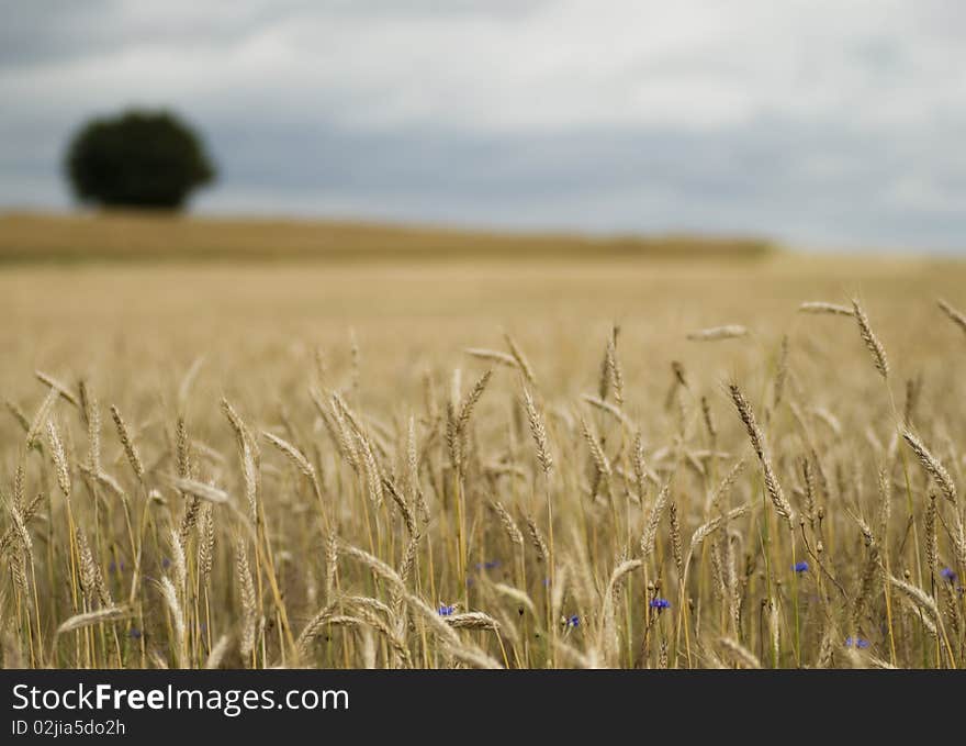 Shot of wheat field with shallow depth of field with single tree in background. Shot of wheat field with shallow depth of field with single tree in background