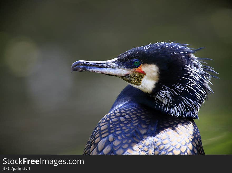 A photo of a cormoran in springtime