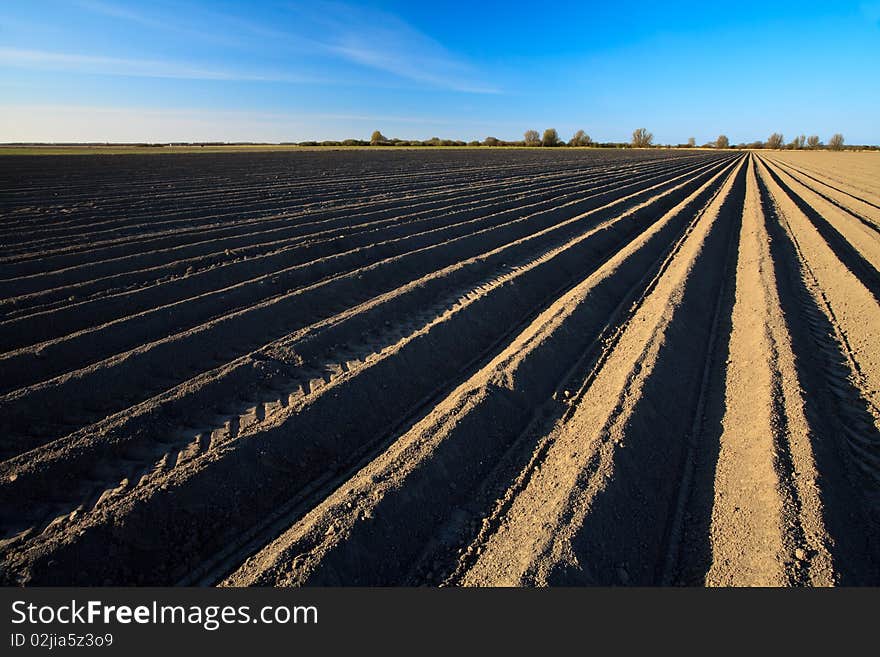 Cultivated potato field in spring time