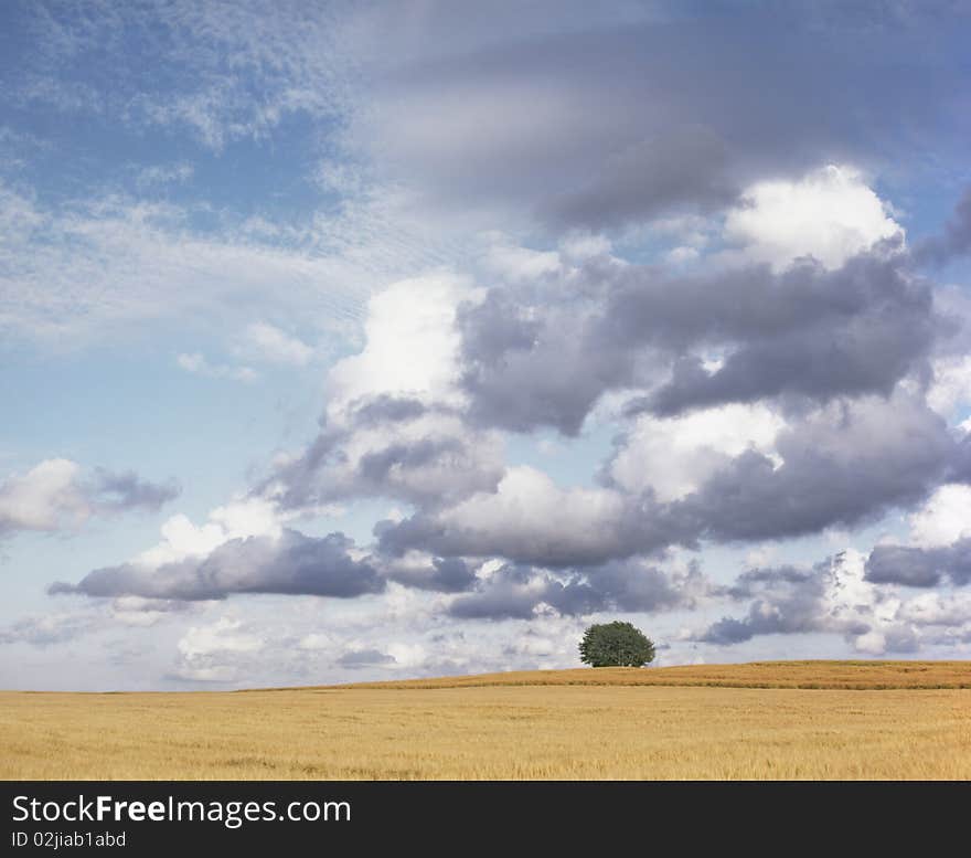 Single Tree Under Cloudscape