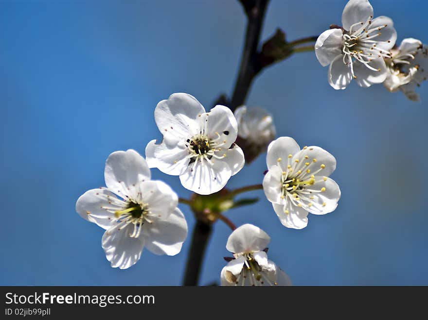 Cherry blossoms against blue sky