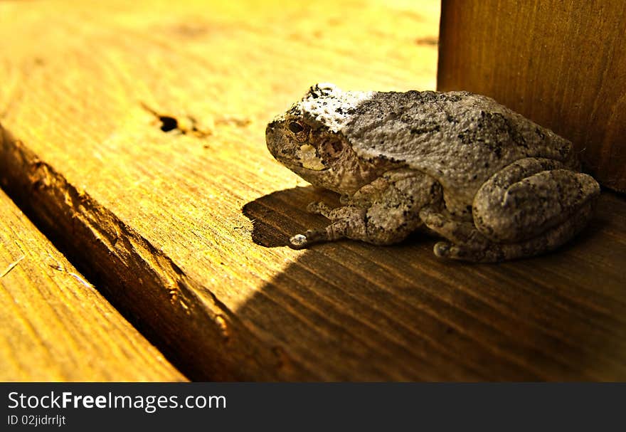 American Toad sitting on a deck.