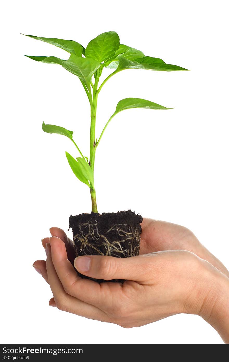 Human hands hold young pepper plant. Human hands hold young pepper plant