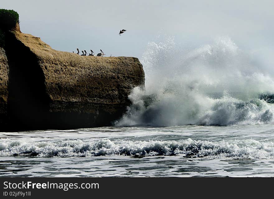 Picture represents big wave crashing to the stone beach and frighting the resting pelicans