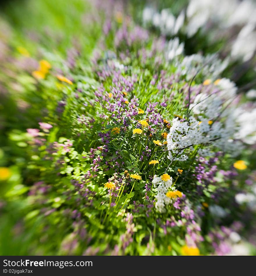 Spring flowers in tilt-shift