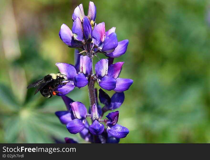 Bumble Bee On A Wild Lupin