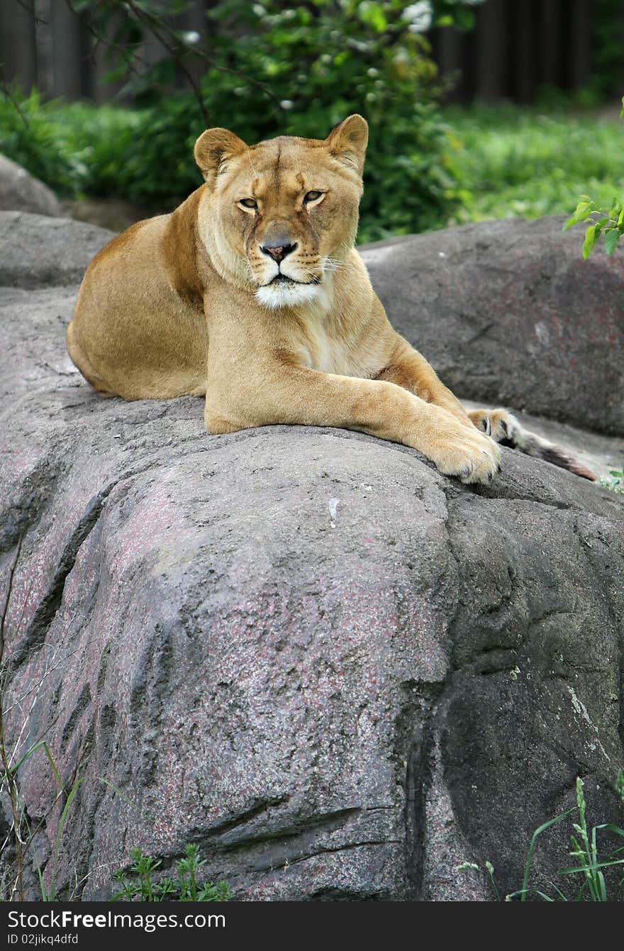 Portrait of a lioness