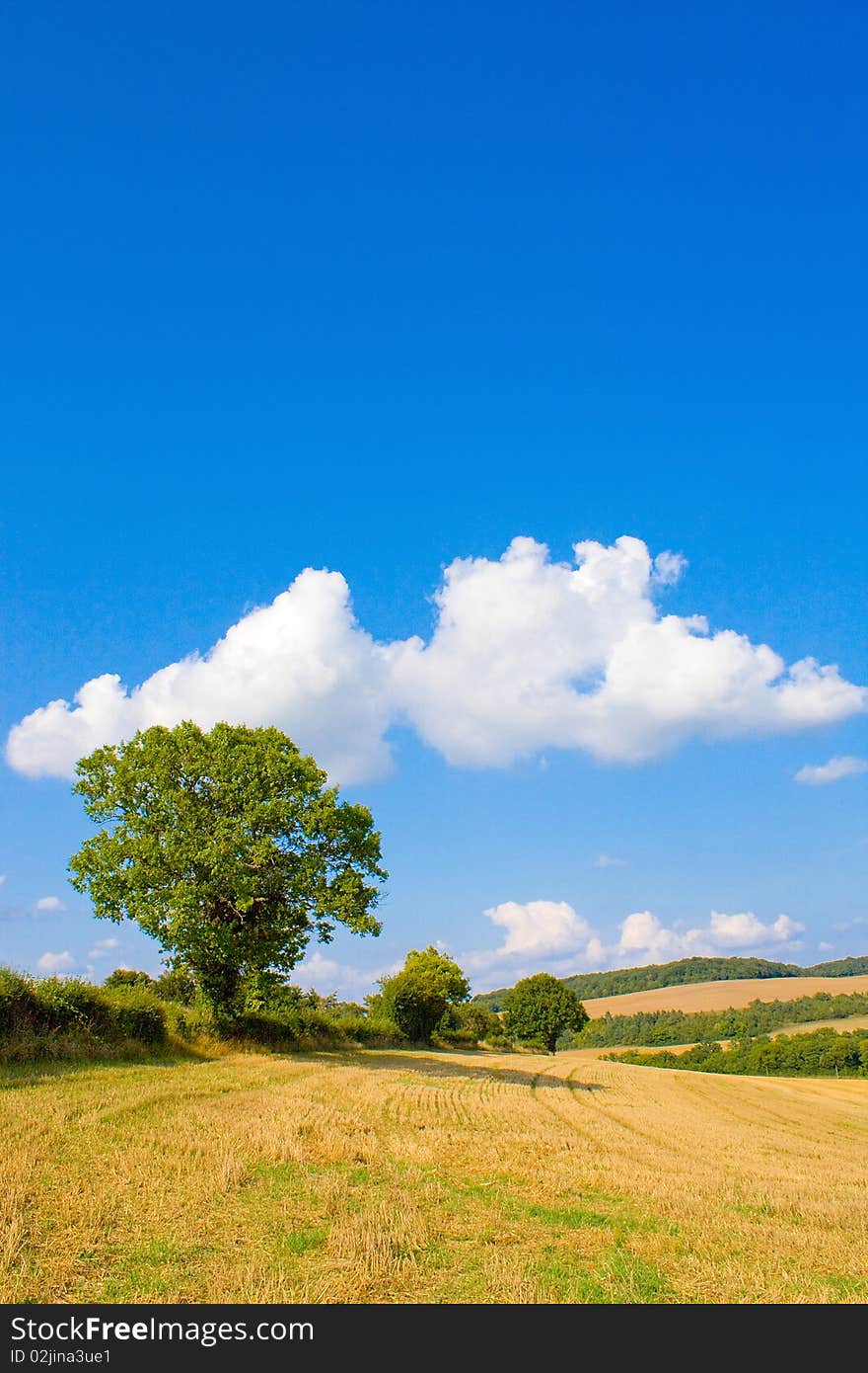 Golden field in summer with blue sky