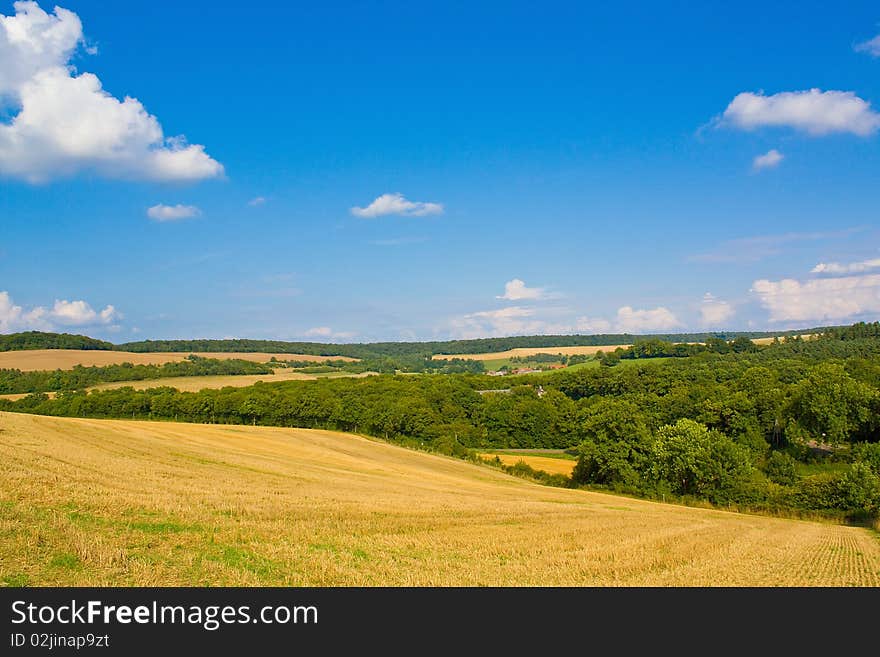 Golden field in summer with blue sky