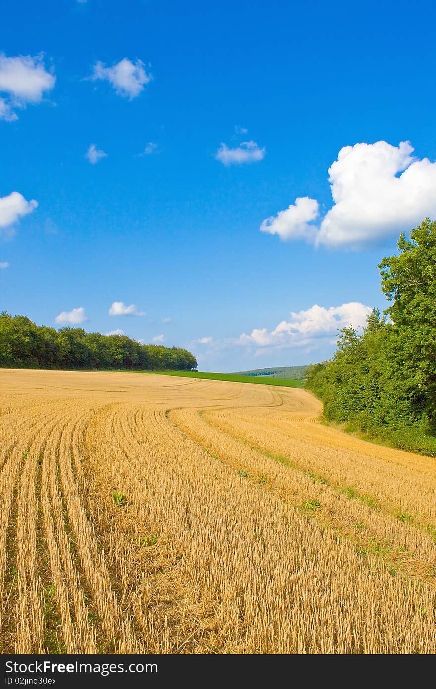 Golden field in summer with blue sky