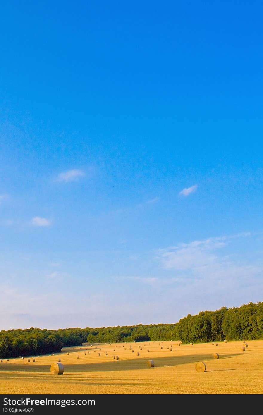 Golden field in summer with blue sky