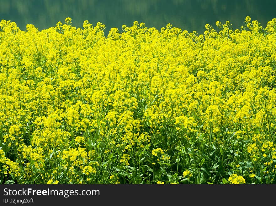 The beautiful flower at lakeside in the field. The beautiful flower at lakeside in the field