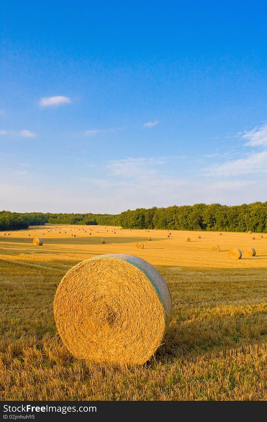 Golden field in summer with blue sky