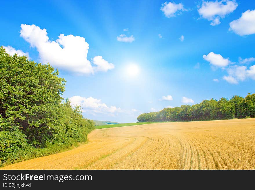 Golden field with sunlight in summer