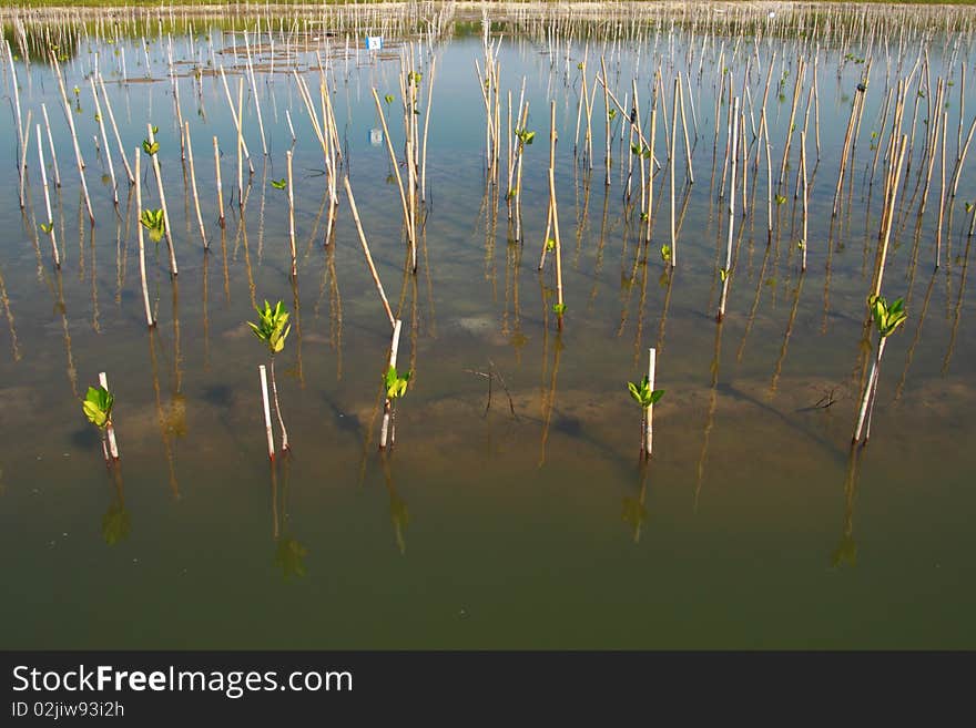 Young trees planting in water near the beach for produce oxygen