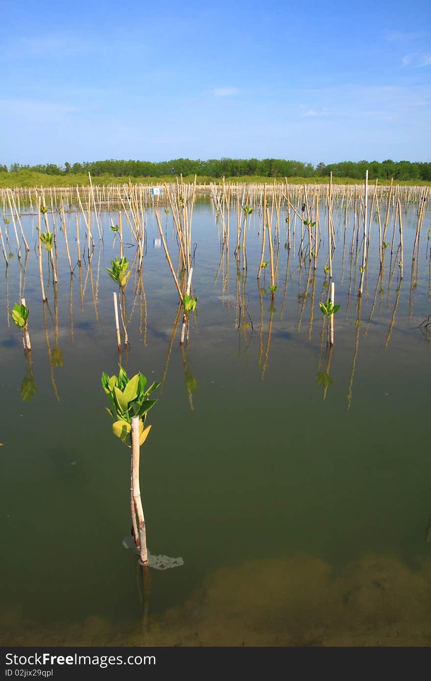 Young trees planting in water near the beach, its will be wooden. Young trees planting in water near the beach, its will be wooden.