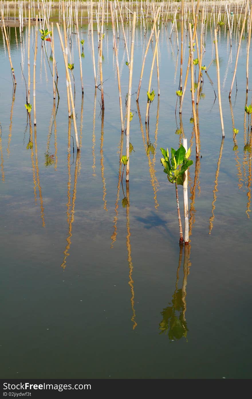 Young trees planting in water