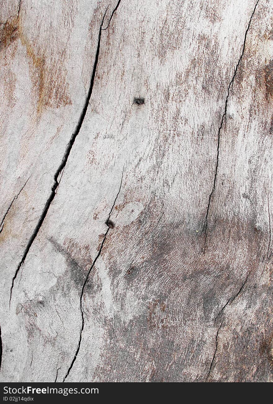 Close-up of old sycamore trunk. Close-up of old sycamore trunk