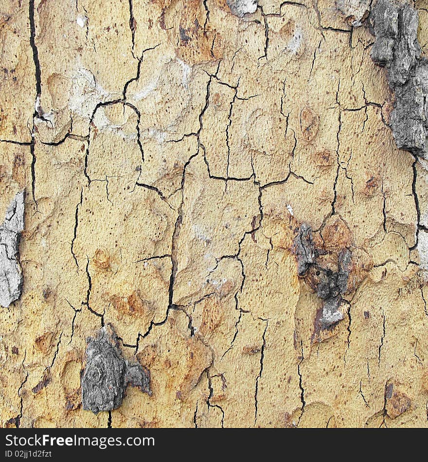 Close-up of old cycamore tree trunk. Close-up of old cycamore tree trunk