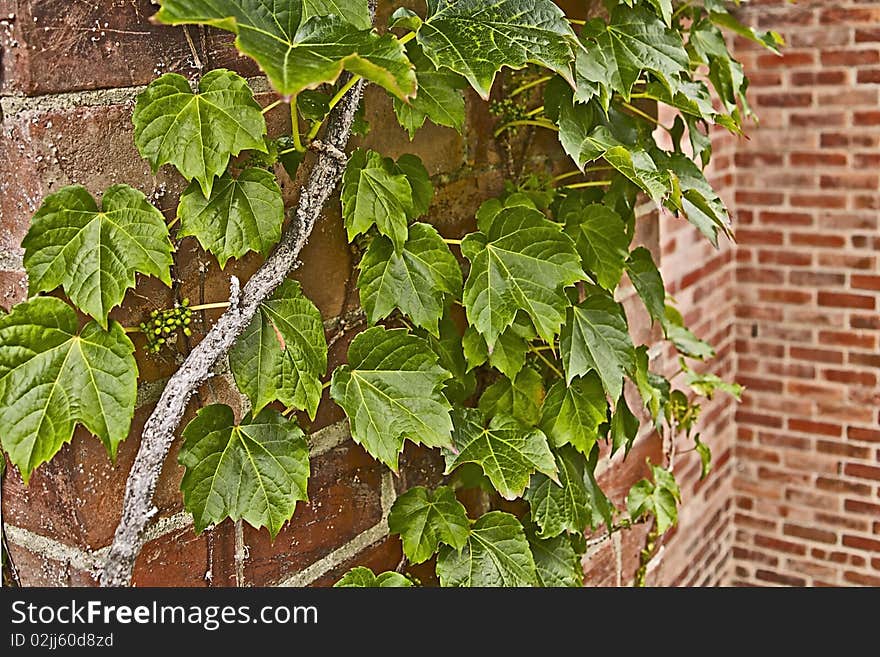 Ivy and Brick Wall