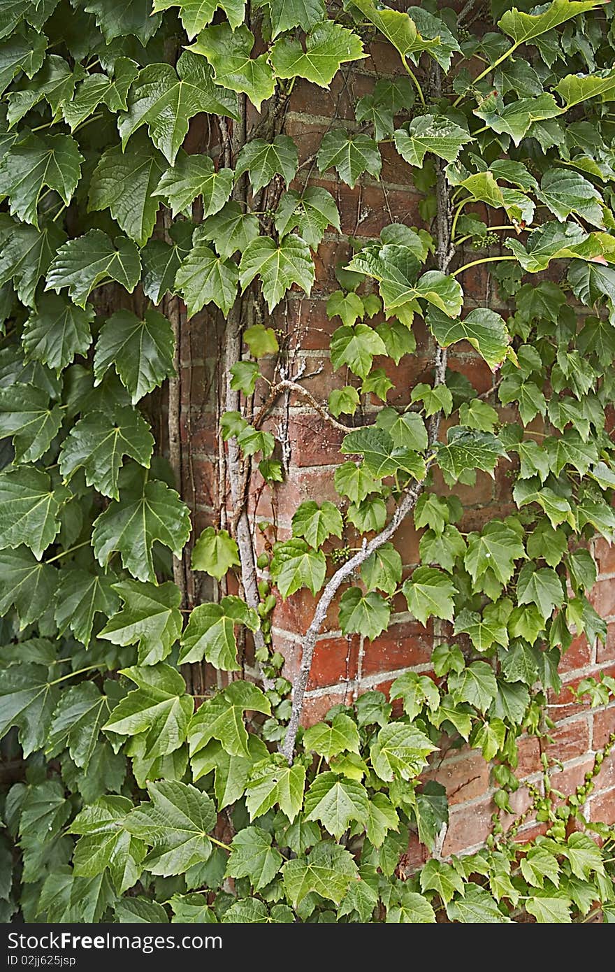 Ivy growing on a brick wall. Ivy growing on a brick wall