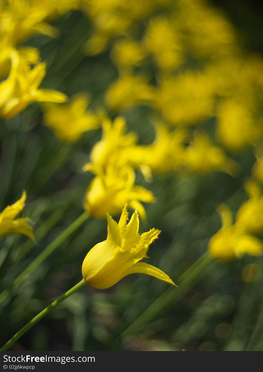 Yellow tulips