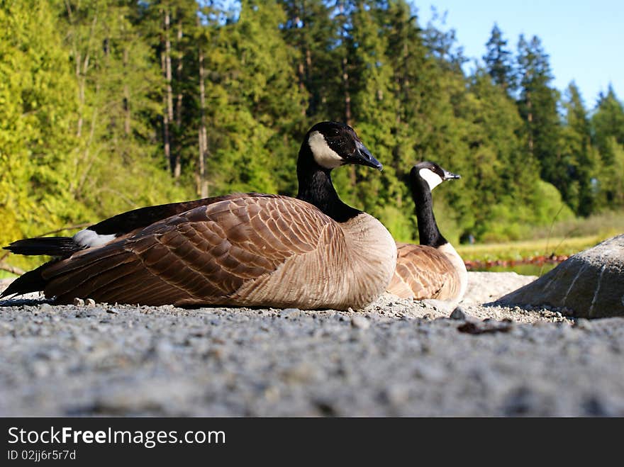 Canada Geese