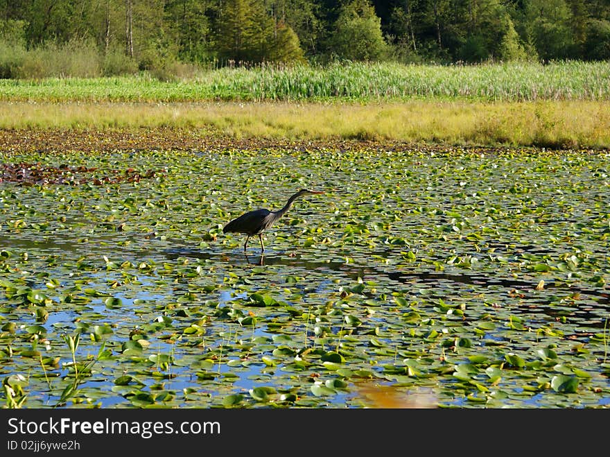 Lake