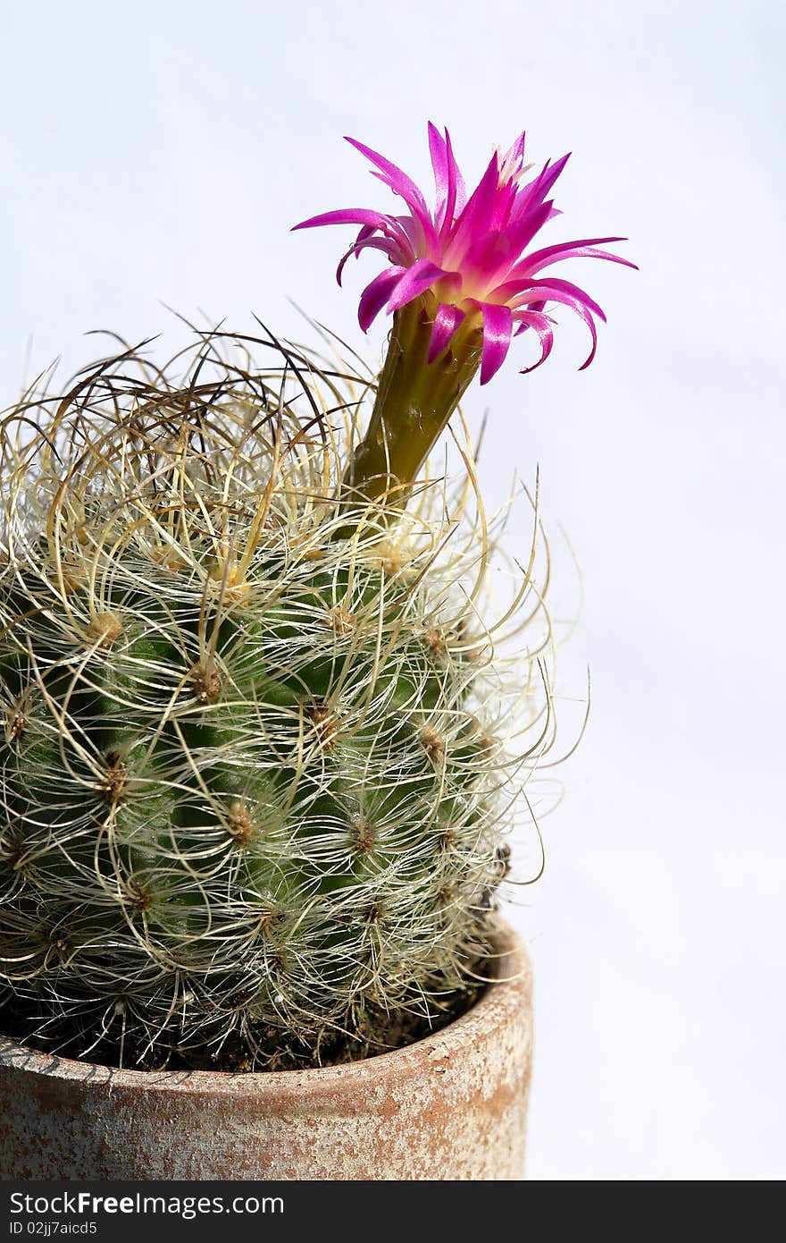 Cactus, Thorns, Flower And Clay