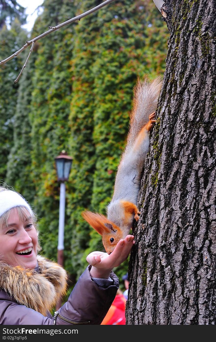 Wild squirrel eats from a hand of the joyful girl. Wild squirrel eats from a hand of the joyful girl