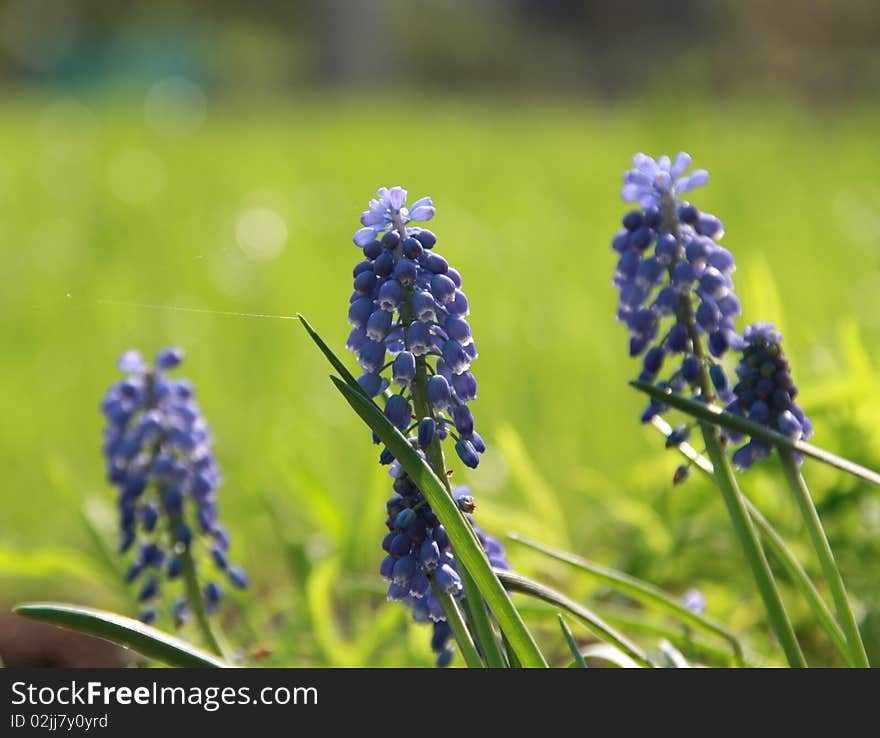 Blue flowers Hyacinths against green grass