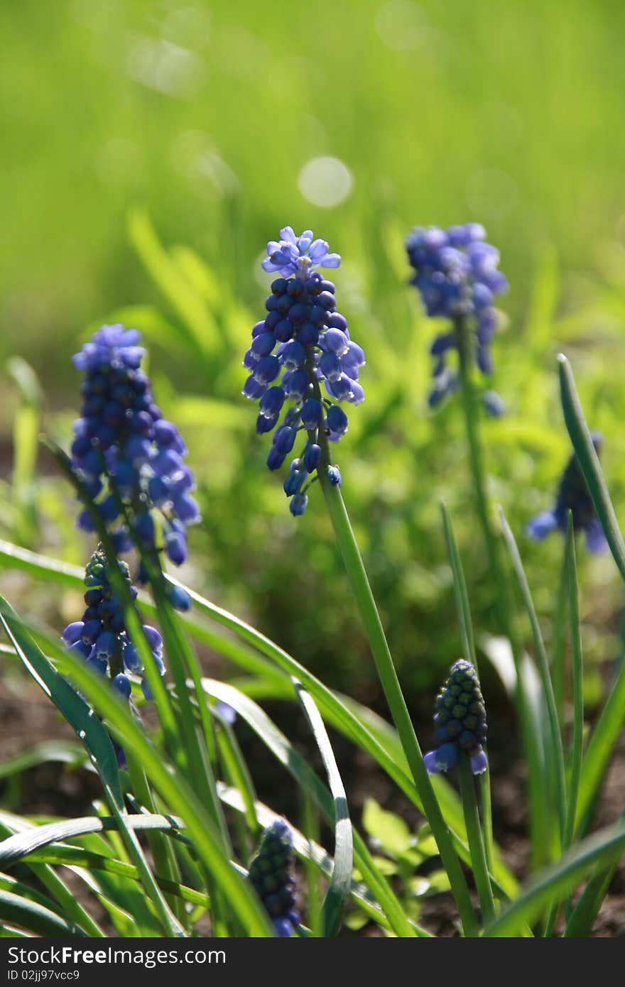 Blue flowers Hyacinths against green grass